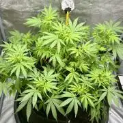 My third grow experience