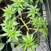 My third grow experience