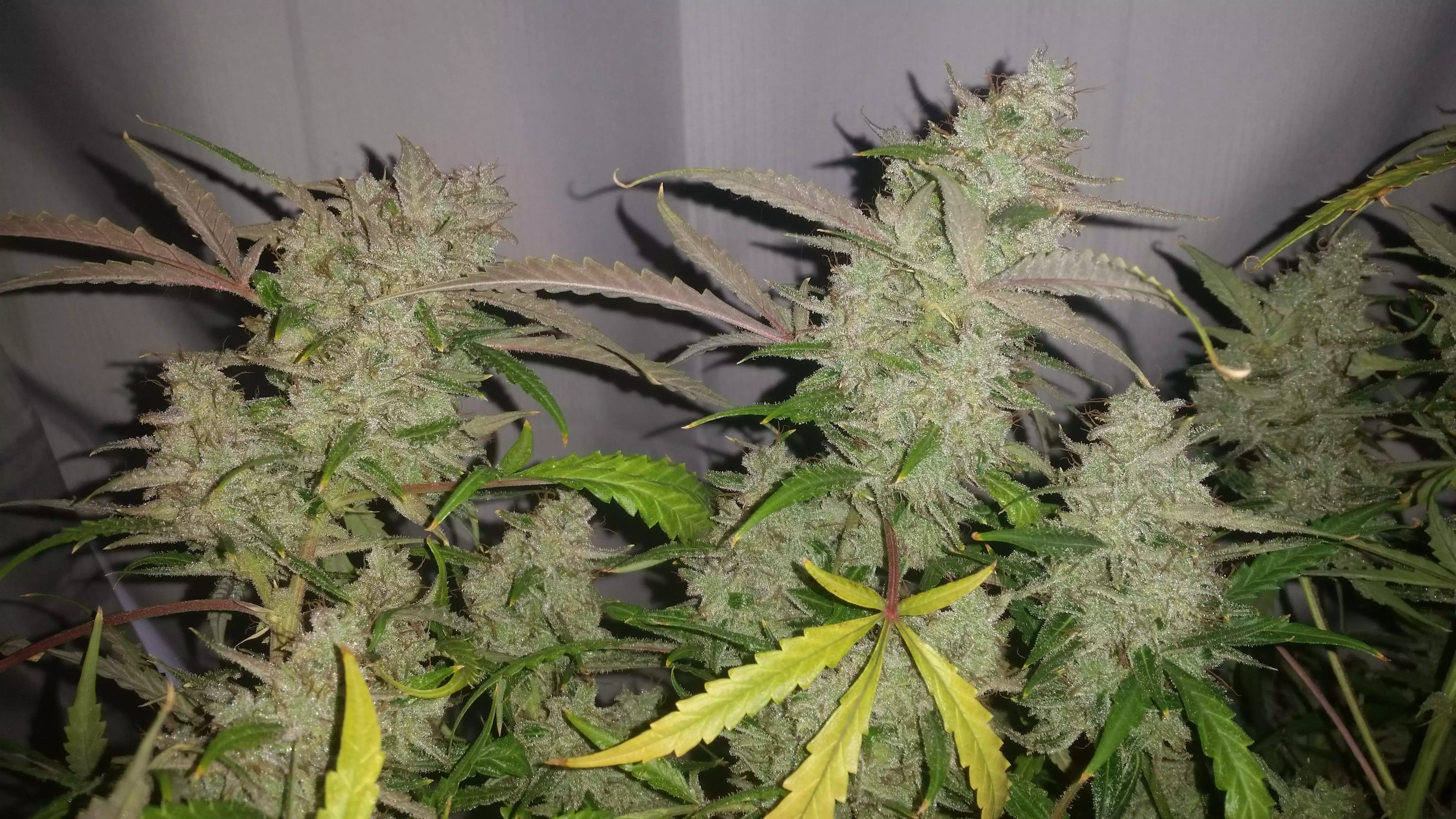 Monsta Bud / Ozi Magic Grow Juice nutrient info - GrowDiaries