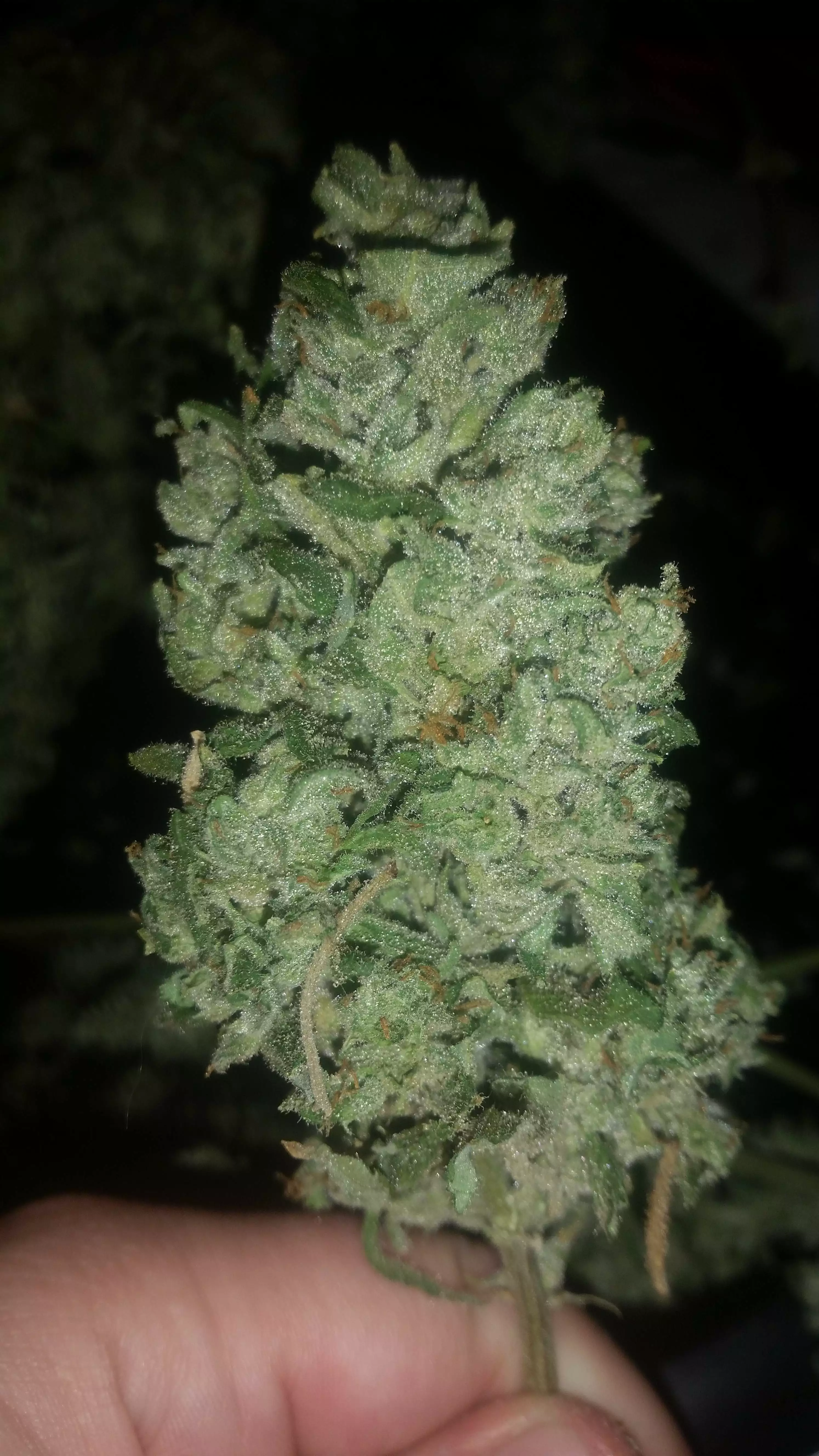 Monsta Bud / Ozi Magic Grow Juice nutrient info - GrowDiaries