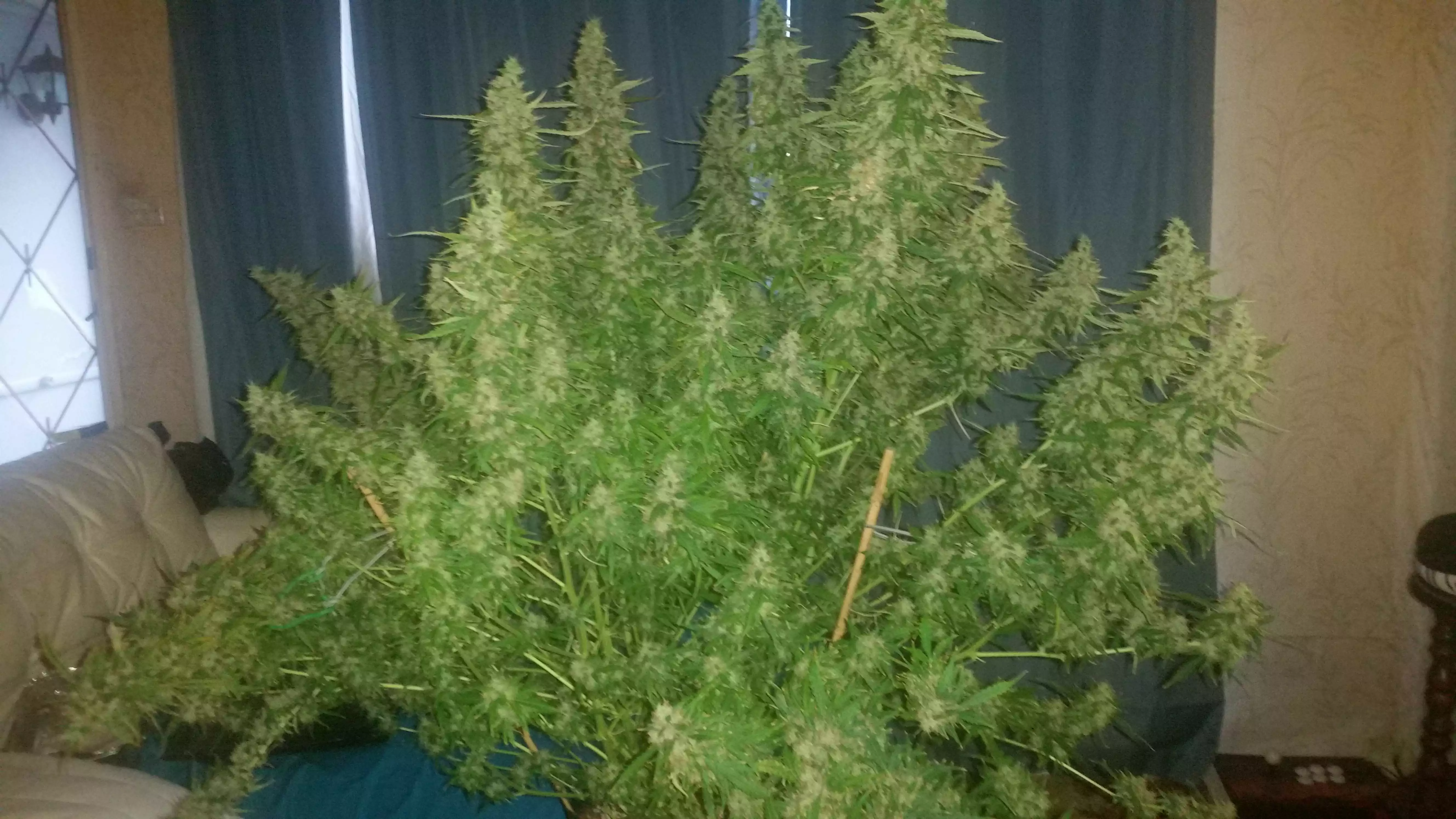 Monsta Bud / Ozi Magic Grow Juice nutrient info - GrowDiaries