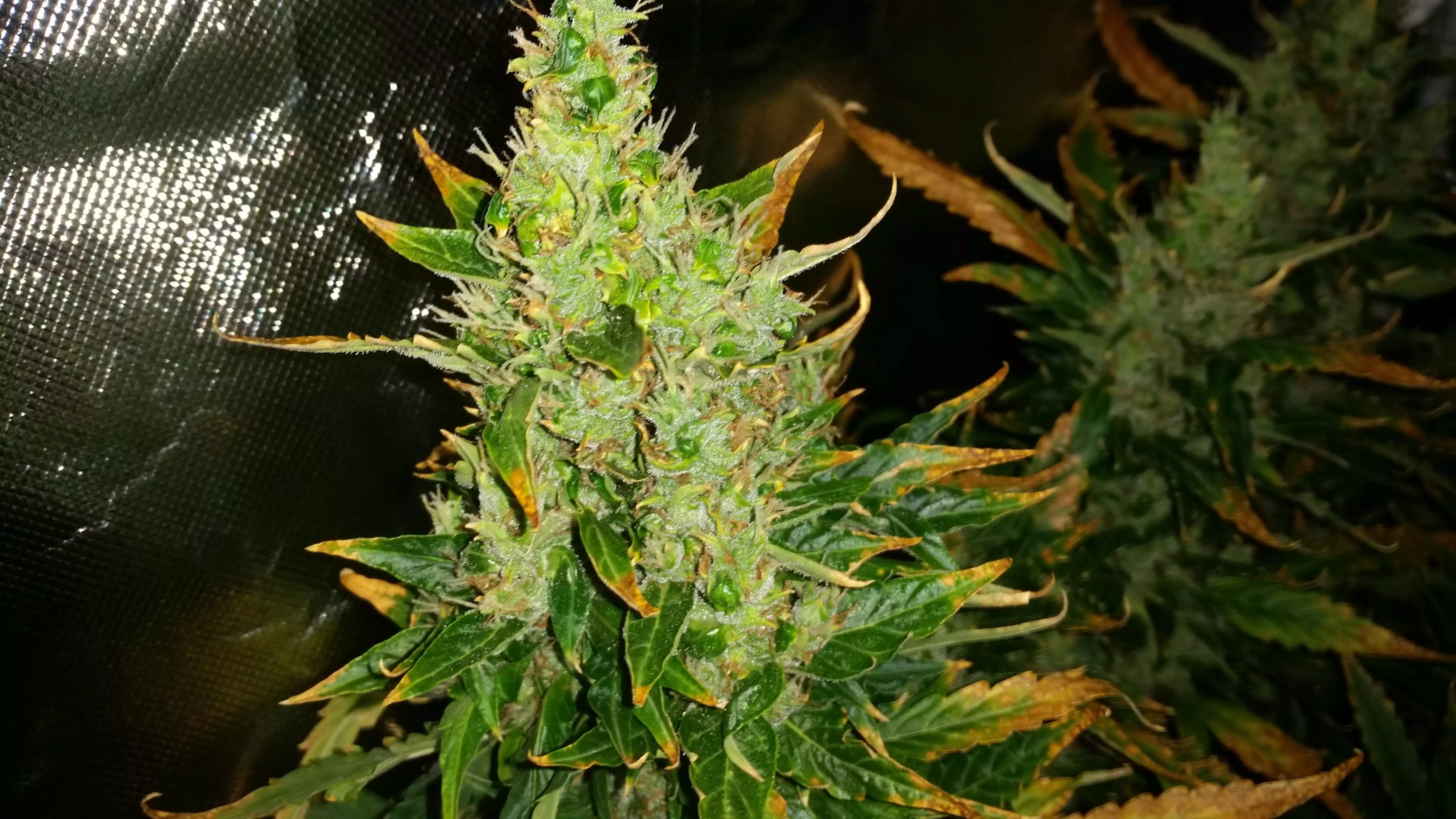 Monsta Bud / Ozi Magic Grow Juice nutrient info - GrowDiaries