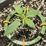 Banana Purple Punch Auto [FG 2.0]