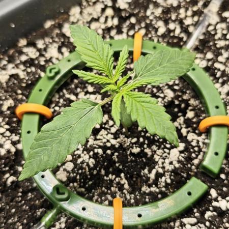 Banana Purple Punch Auto [FG 2.0]