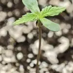 Banana Purple Punch Auto [FG 2.0]