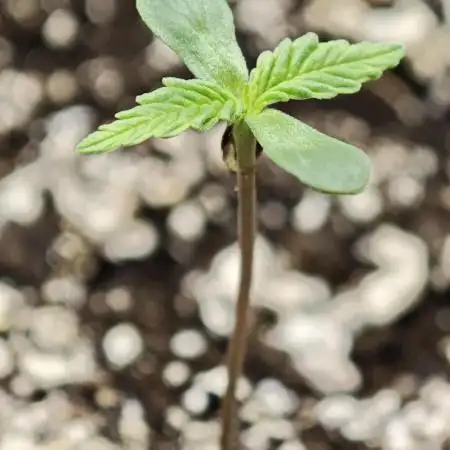 Banana Purple Punch Auto [FG 2.0]