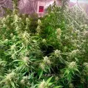 Grape pop rocks anesia seeds