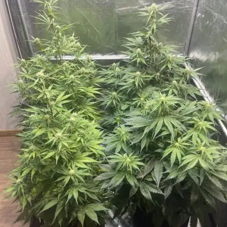 WURLZ F1 // PINEAPPLE EXPRESS F1