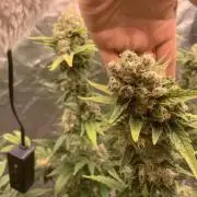 FORBIDDENTZ Paisa seeds hydro