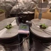 FORBIDDENTZ Paisa seeds hydro
