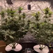 FORBIDDENTZ Paisa seeds hydro