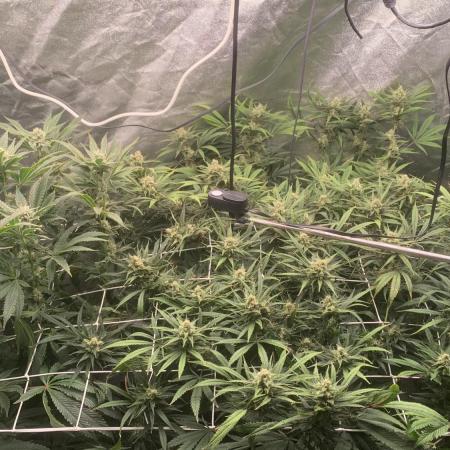 LFG and Red Hot Cookies DWC