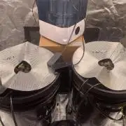 FORBIDDENTZ Paisa seeds hydro