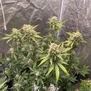 FORBIDDENTZ Paisa seeds hydro