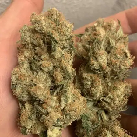 FORBIDDENTZ Paisa seeds hydro