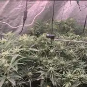 LFG and Red Hot Cookies DWC