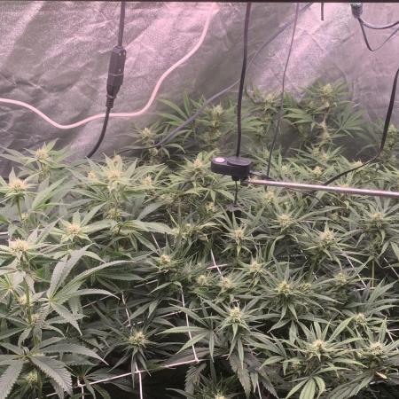 LFG and Red Hot Cookies DWC