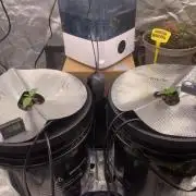 FORBIDDENTZ Paisa seeds hydro