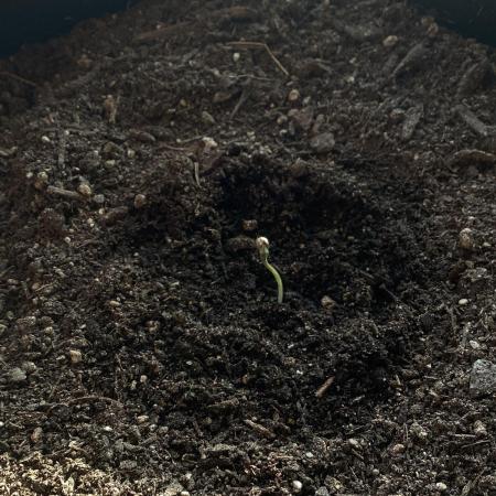 CBD Crack 1:1 FastBuds