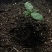 CBD Crack 1:1 FastBuds