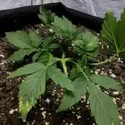CBD Crack 1:1 FastBuds