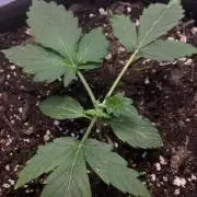 CBD Crack 1:1 FastBuds