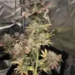 Mephisto
