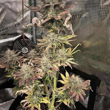 Mephisto