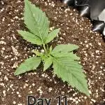 Gorilla cookies auto