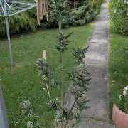 Wild Thai Automatic