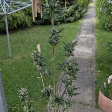 Wild Thai Automatic