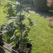 Wild Thai Automatic