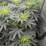 Gorilla Runtz - Seedsman
