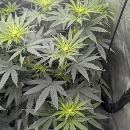 Gorilla Runtz - Seedsman