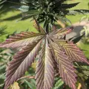 Wild Thai Automatic