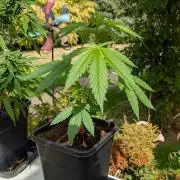 Sunset Sherbet - Outdoor