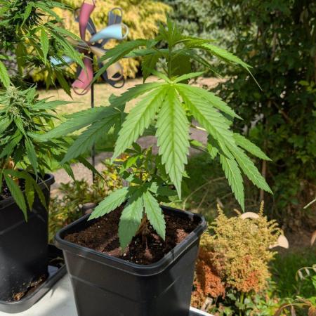 Sunset Sherbet - Outdoor