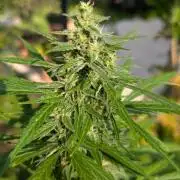 Auto Super Skunk - Outdoor