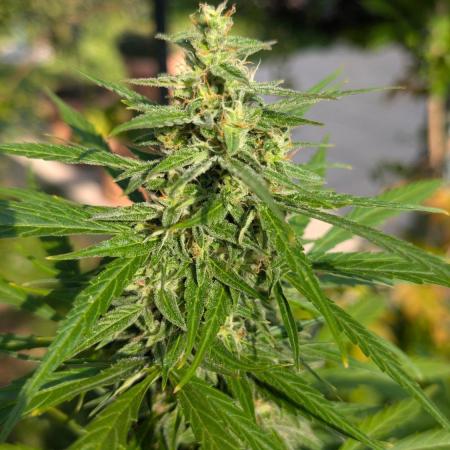 Auto Super Skunk - Outdoor