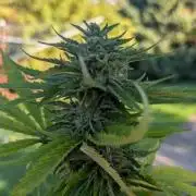 Sunset Sherbet - Living Soil Kompost