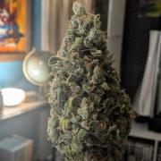 Pineapple Pulse Auto