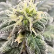 Golosa - Contest Grow - Delicious Seeds