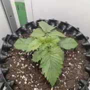 Hindu Kush | VGrow - Advanced Nutrients