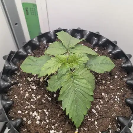 Hindu Kush | VGrow - Advanced Nutrients