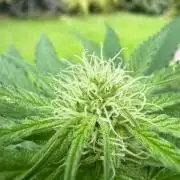 Sunset Sherbet - Living Soil Kompost
