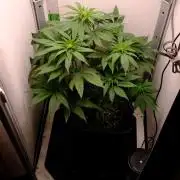 Golosa - Contest Grow - Delicious Seeds