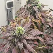 Golosa - Contest Grow - Delicious Seeds