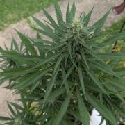 Strawberry Banana Auto - Outdoor
