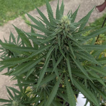 Strawberry Banana Auto - Outdoor