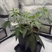 Papaya Sour Spritz - Green House Seeds